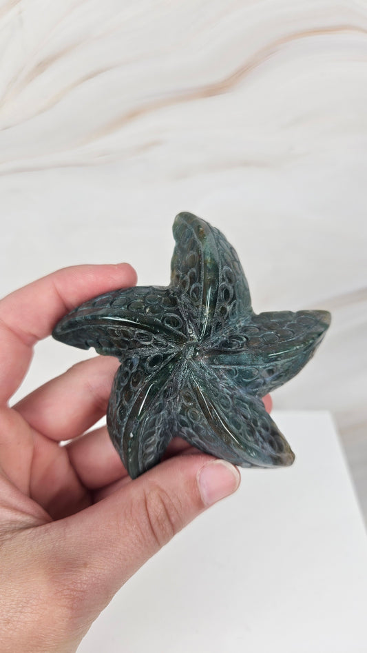 Oceans Jasper Seestern (18s)